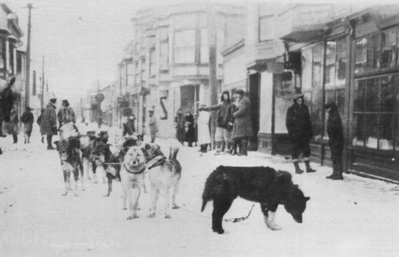 Пес того. Балто 1925 год. Ездовая собака Балто. Аляска 1925. Ном Аляска 1925.