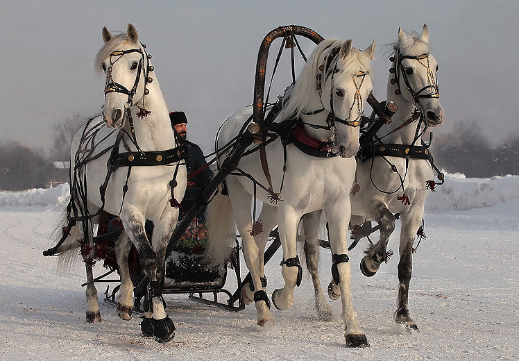 Лошадь в упряжке фото