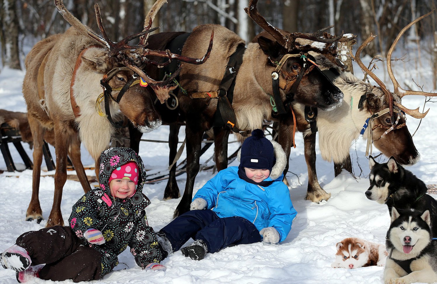 Оленья ферма роза хутор фото